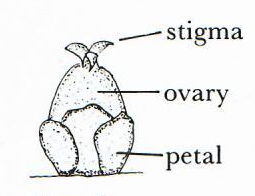 Female or Pistillate Flower